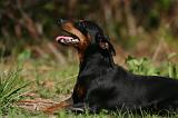 PINSCHER NAIN 080